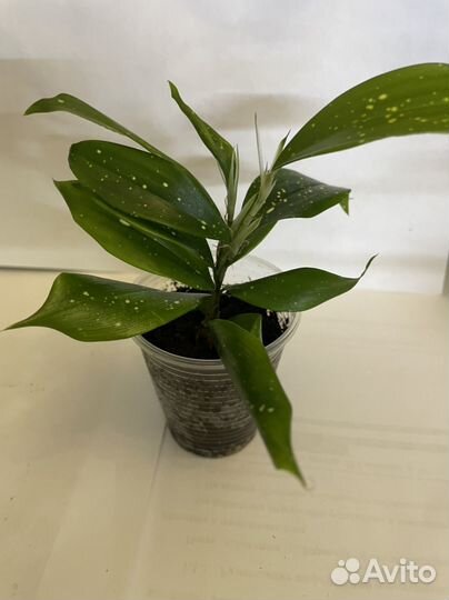 Шефлера, драцена суркулоза