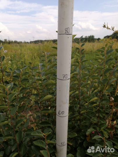 Кизильник блестящий