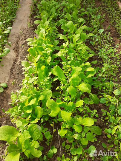 Рассада клубники,земляника