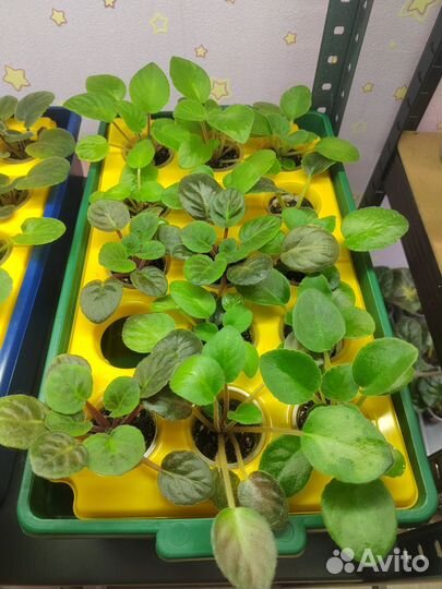 Крупные детки сортовых фиалок