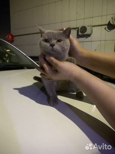 Кошка в дар бесплатно