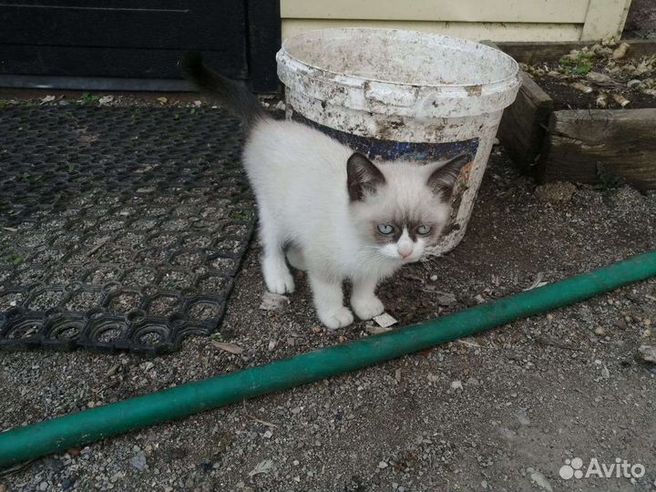 Отдам в добрые руки