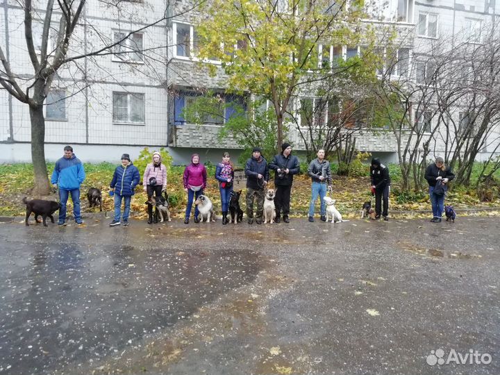 Передержка и дрессировка собак