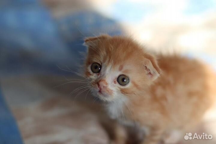 Котенок ищет дом