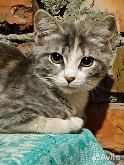 Отдам кошечку в добрые руки