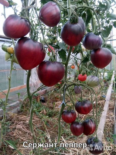 Семена экзотических коллекционных томатов