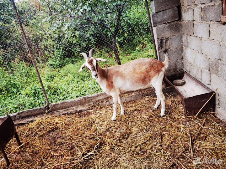 Нубийские козы козлята, зааненские козы и козлята