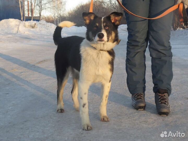 Собака в добрые руки