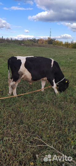 Бычки и быки