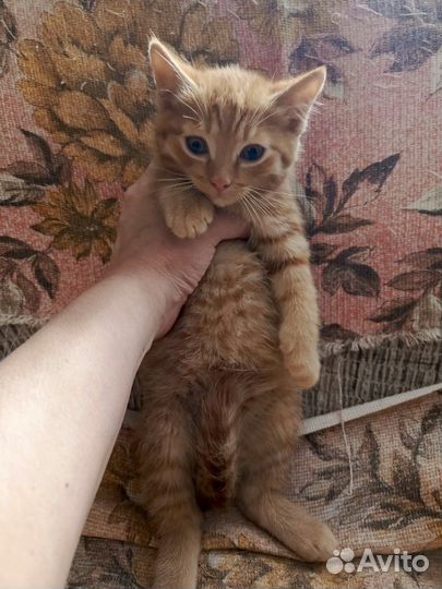 Замечательный рыжий котёнк