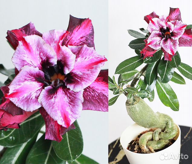 Адениум цветущий