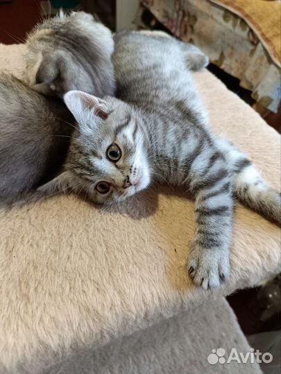 Кошка бесплатно