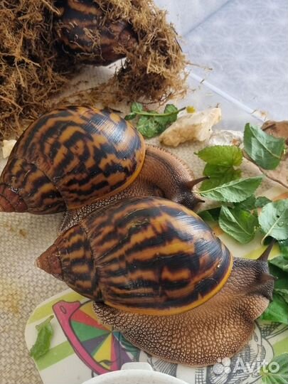 Улитки архахатины