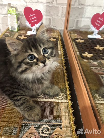 Кошечка 2 месяца