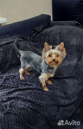 Йорк мальчик ищем девочку