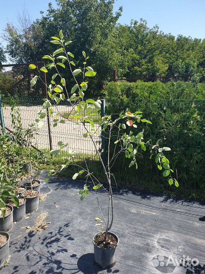 Ирга Ломарка