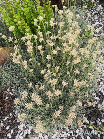 Почвопокровные растения