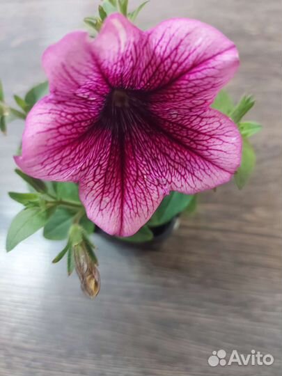 Петуния ампельная рассада