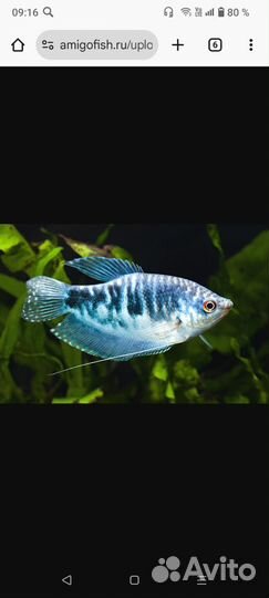 Гурами мраморный