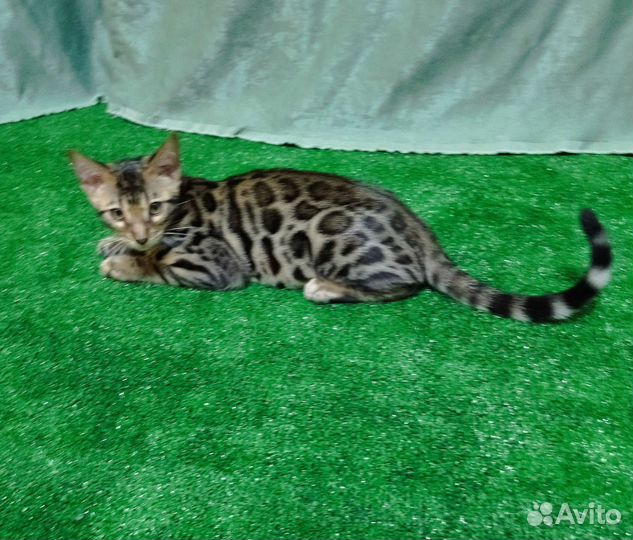 Котята с документами