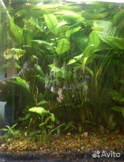 Аквариумные растения