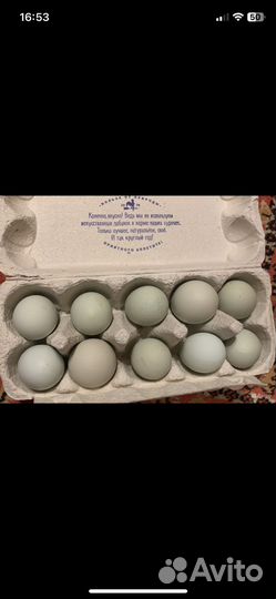 Лакеданзи инкубационное яйцо