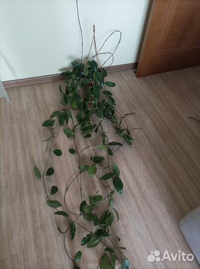 Хойя взрослая