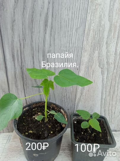 Домашние цветы