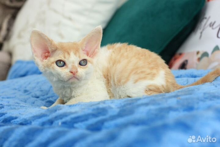 Котенок девон-рекс
