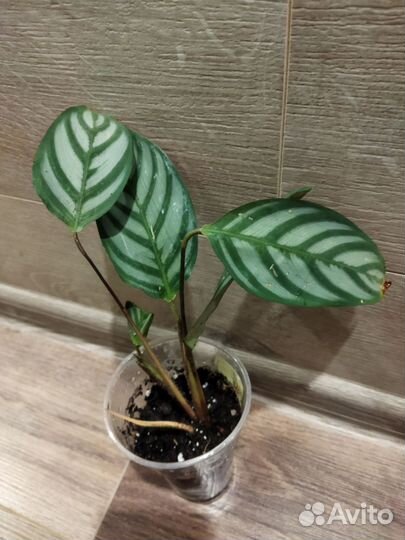 Ктенанта, монстера манки