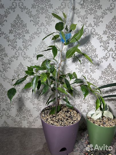 Фикусы сортовые