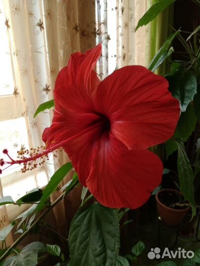 Цветущая китайская роза, Гибискус, рэо