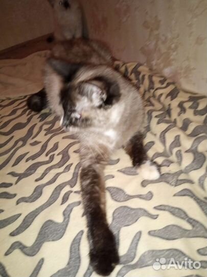 Тайские котята