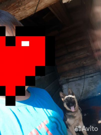 Немецкая овчарка