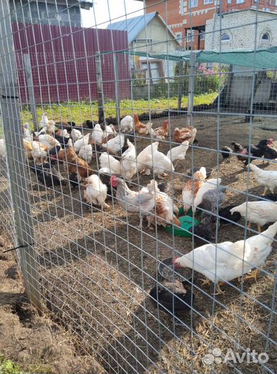 Куры и петухи брама, ухейилюй и другие породы