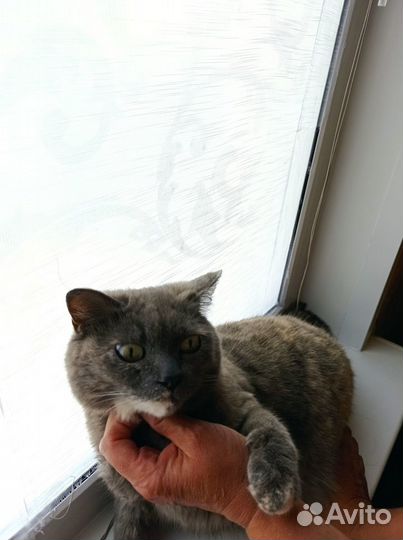Кошка в дар бесплатно