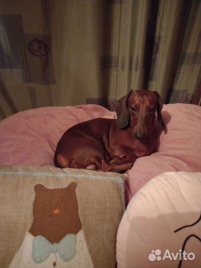 Карликовая такса (вязка)