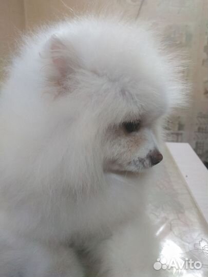 Белый шпиц