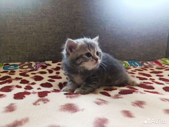 Британская вислоухая кошка