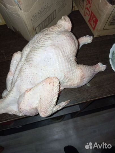 Домашние куры бройлеры