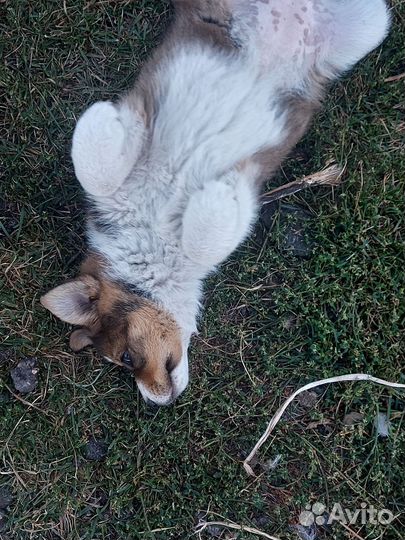 Щенок в добрые руки бесплатно