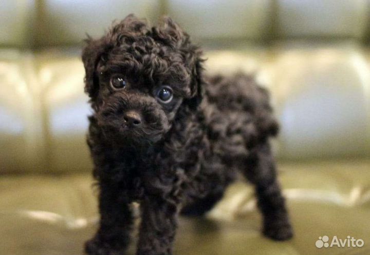 Собака мальтипу разные малыши