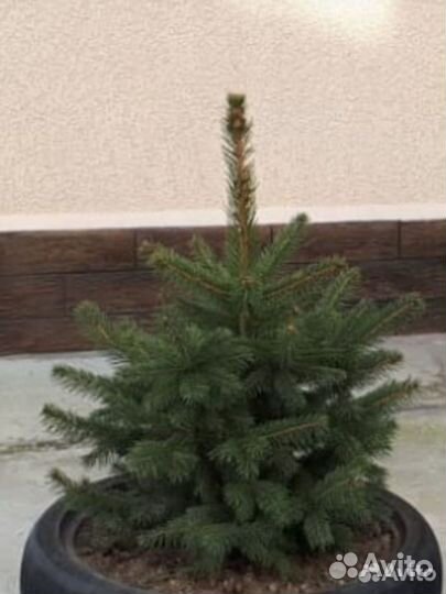 Ель голубая