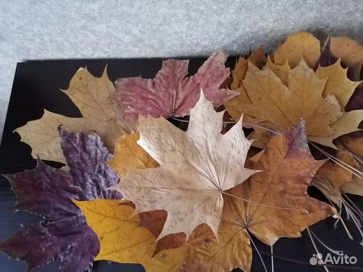 Листья кленовые