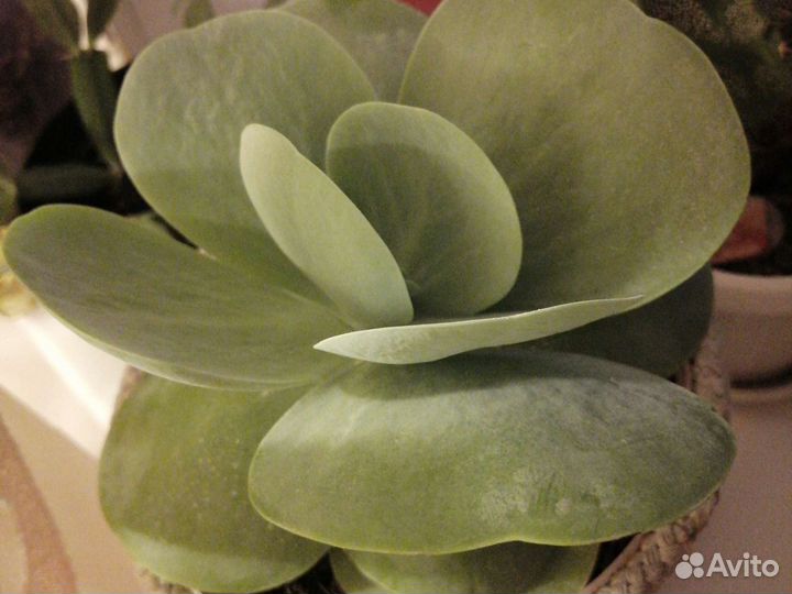 Красуля.Толстянка