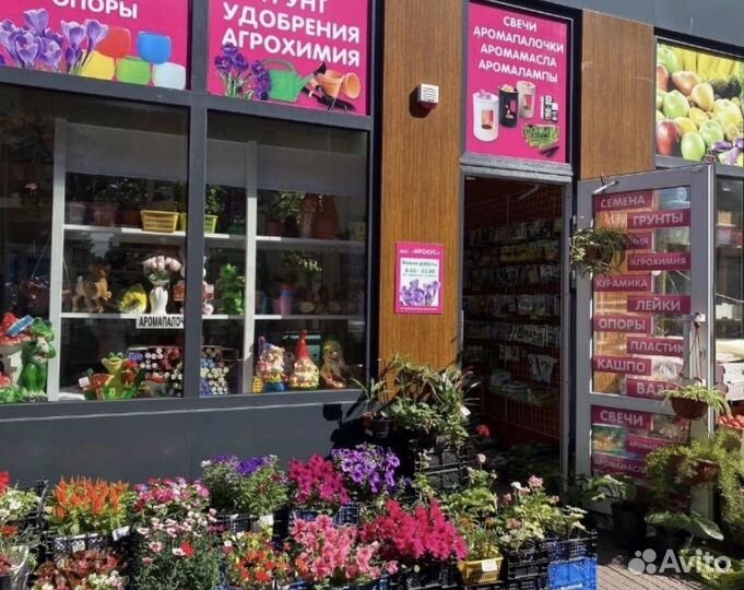 Пальма арека