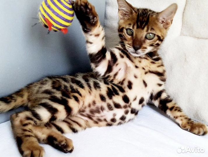 Бенгальские котята