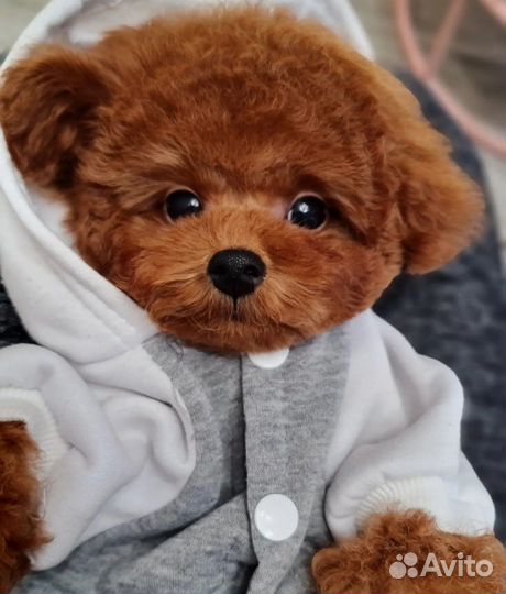 Мальтипу мини