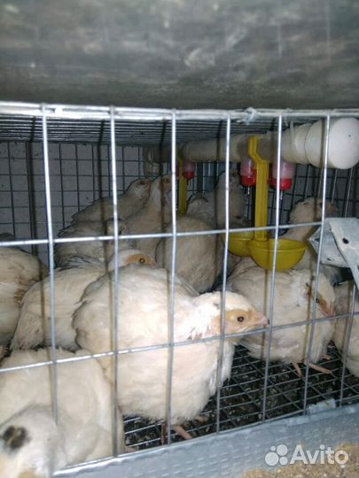 Подрощенный перепел