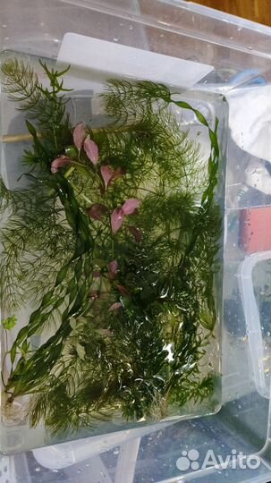 Растения, прополка